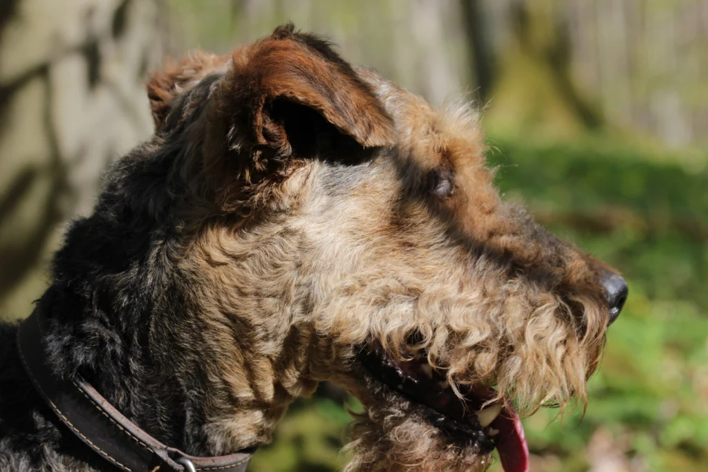 airedale terrier breed information