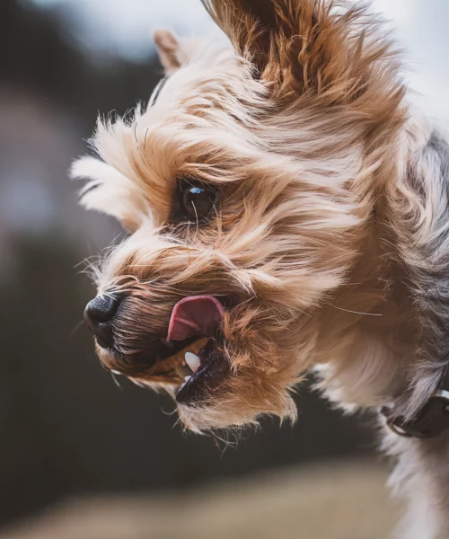 yorkshire terrier breed information