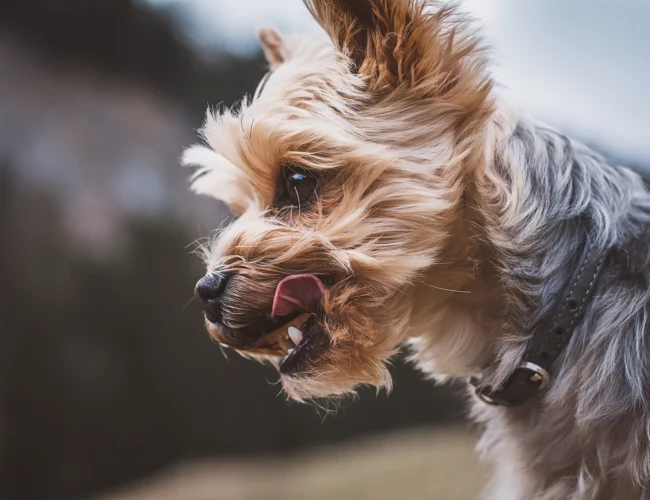 yorkshire terrier breed information