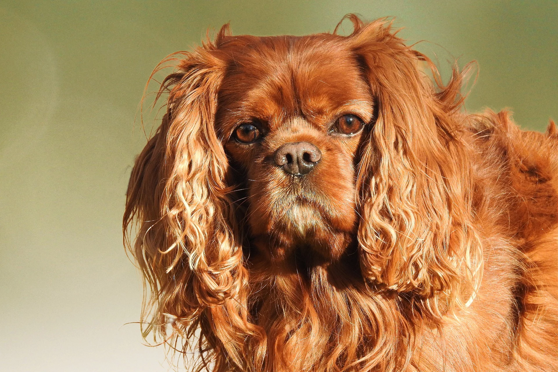 cavalier king Charles spaniel dog breed photo