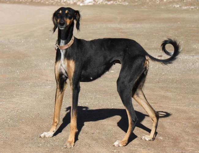 greyhound dog breed photo