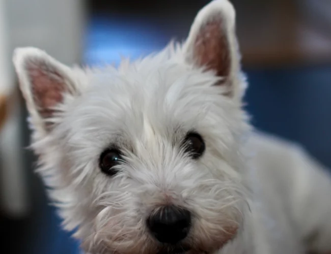 west highland white terrier breed lists