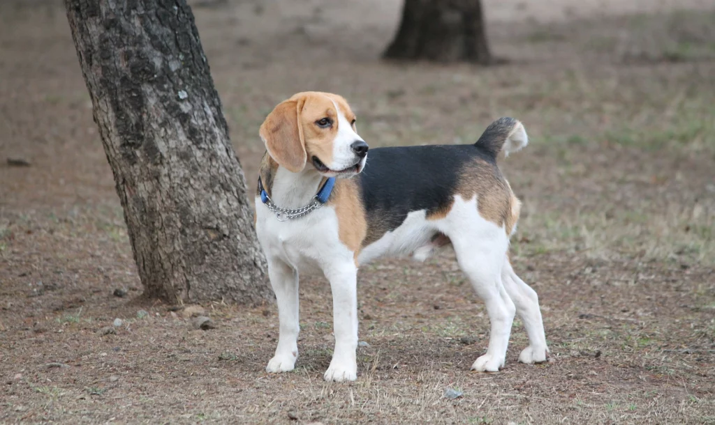 beagle grooming tips