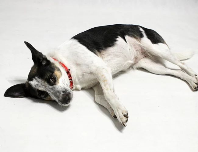 rat terrier dog breed lists