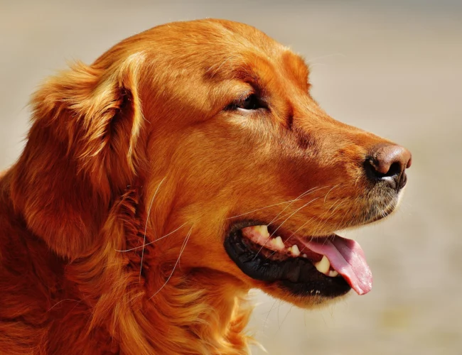 irish setter dog breed information