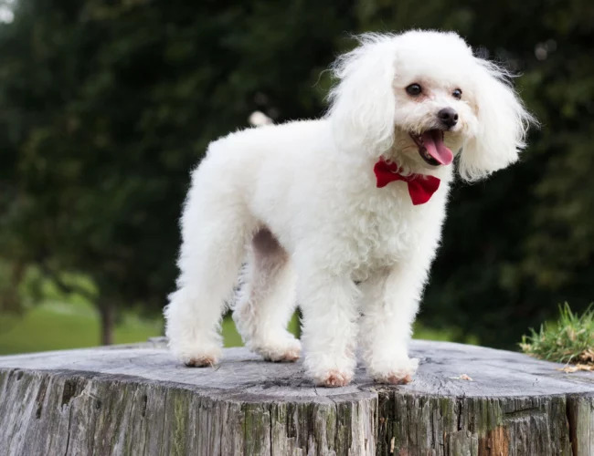 miniature poodle breed information
