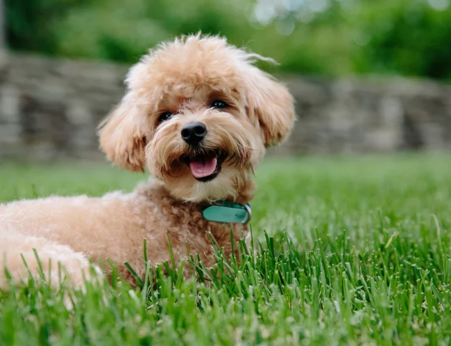 dog breed lists with miniature poodles