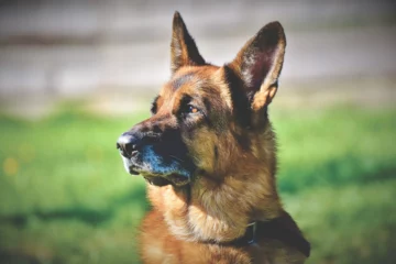 german shepherd dog breed information