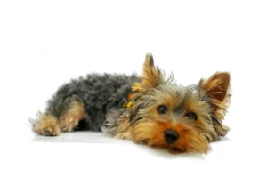 yorkshire terrier dog breed