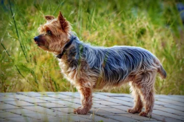 yorkshire terrier - all breed information