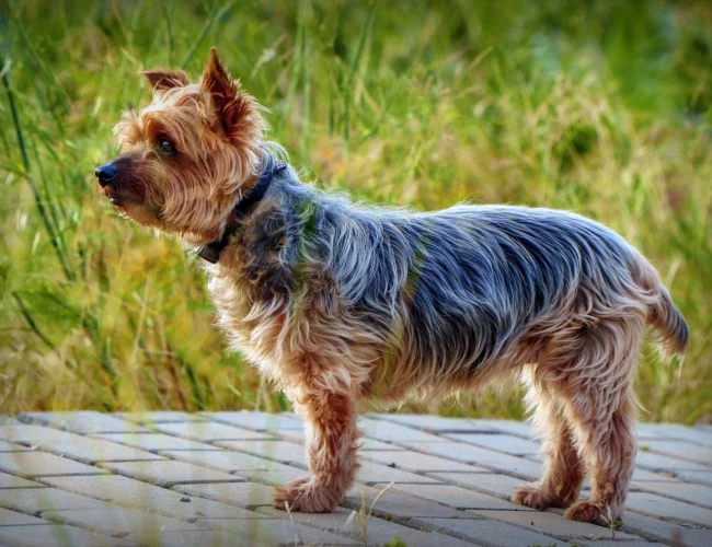 yorkshire terrier - all breed information