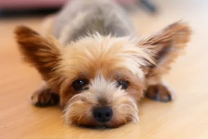 yorkshire terrier dog breed