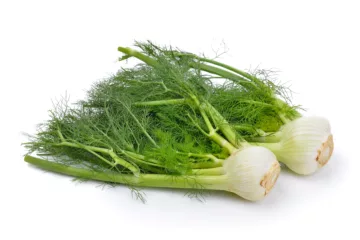 can dogs eat fennel