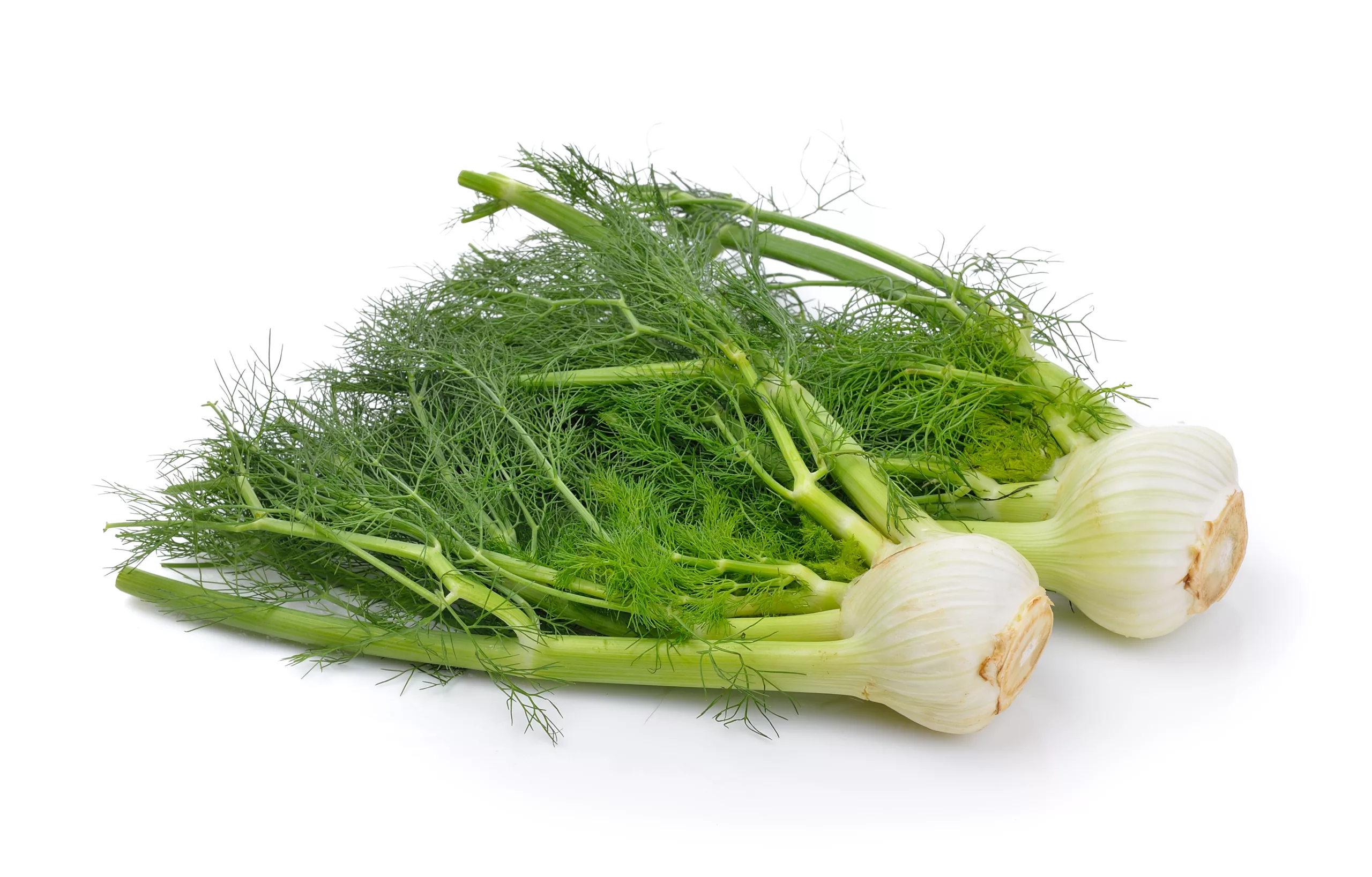 can dogs eat fennel