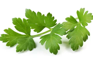 can dogs eat parsley
