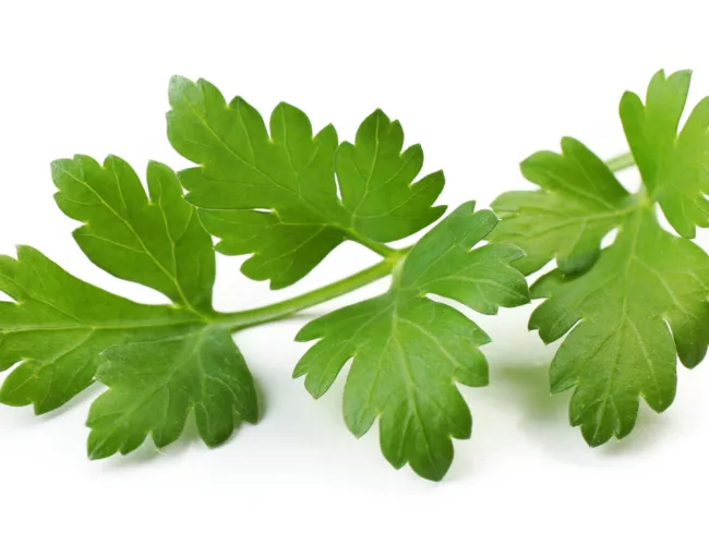 can dogs eat parsley
