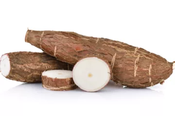 can dogs eat cassava