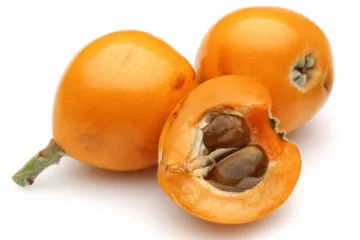 can dogs eat loquats
