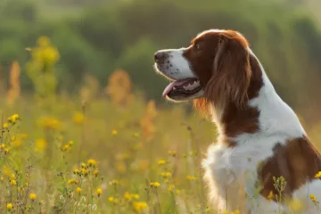 Irish Red and White Setter: Breed Information and Facts