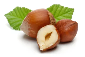 can dogs eat hazelnuts