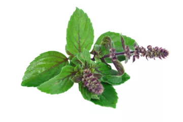 Can Dogs Eat Holy Basil