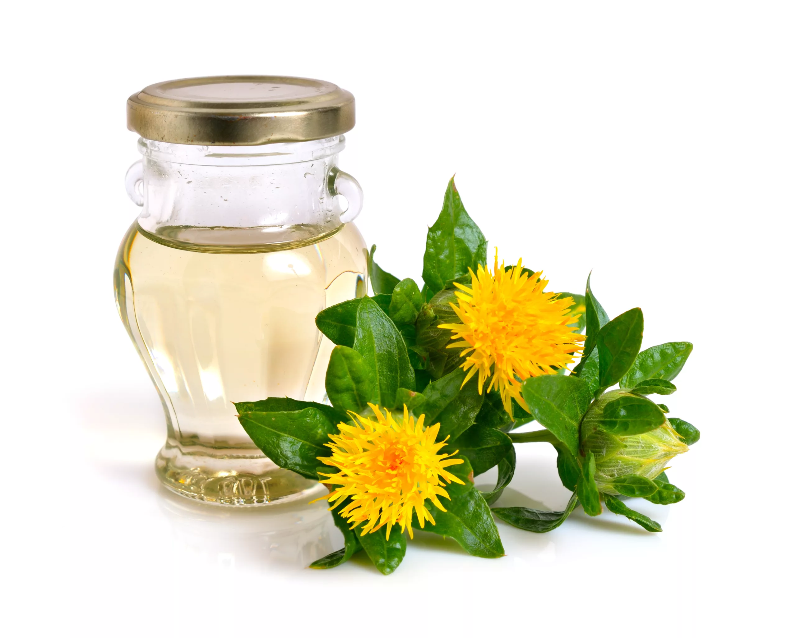 can dogs eat safflower oil