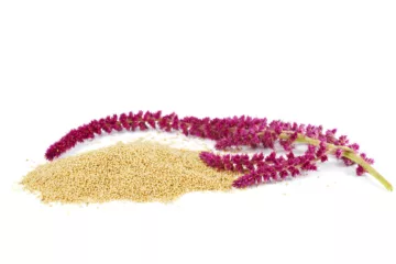 can dogs eat amaranth