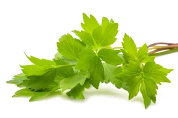 can dogs eat lovage
