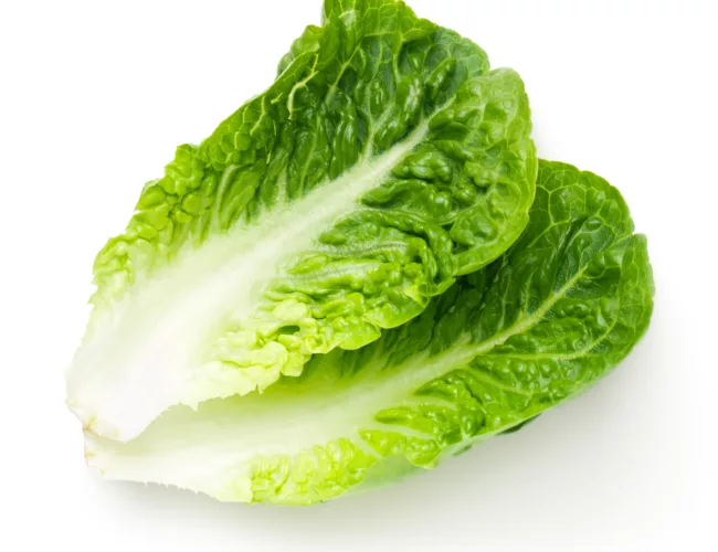 can dogs eat romaine lettuce
