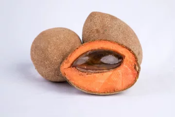 can dogs eat mamey