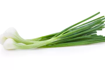 can dogs eat green onions