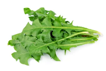 Can Dogs Eat Dandelion Greens