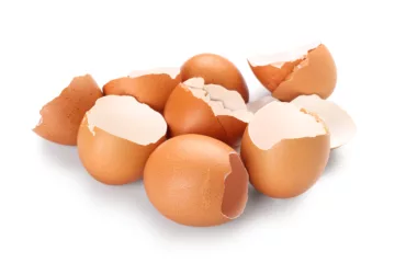 can dogs eat eggshells