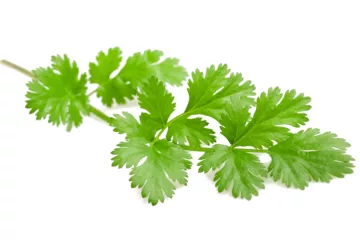 can dogs eat coriander