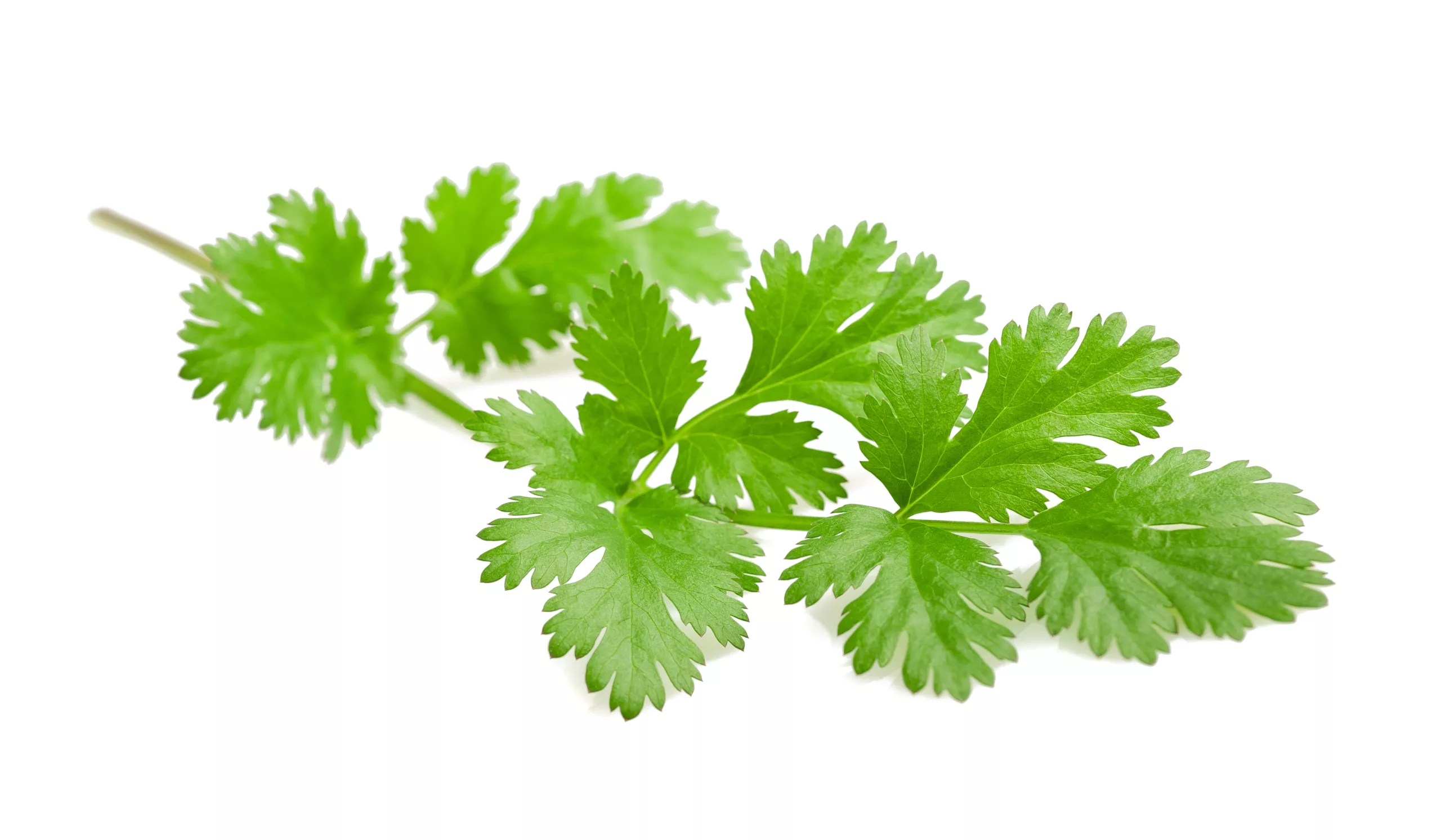 can dogs eat coriander