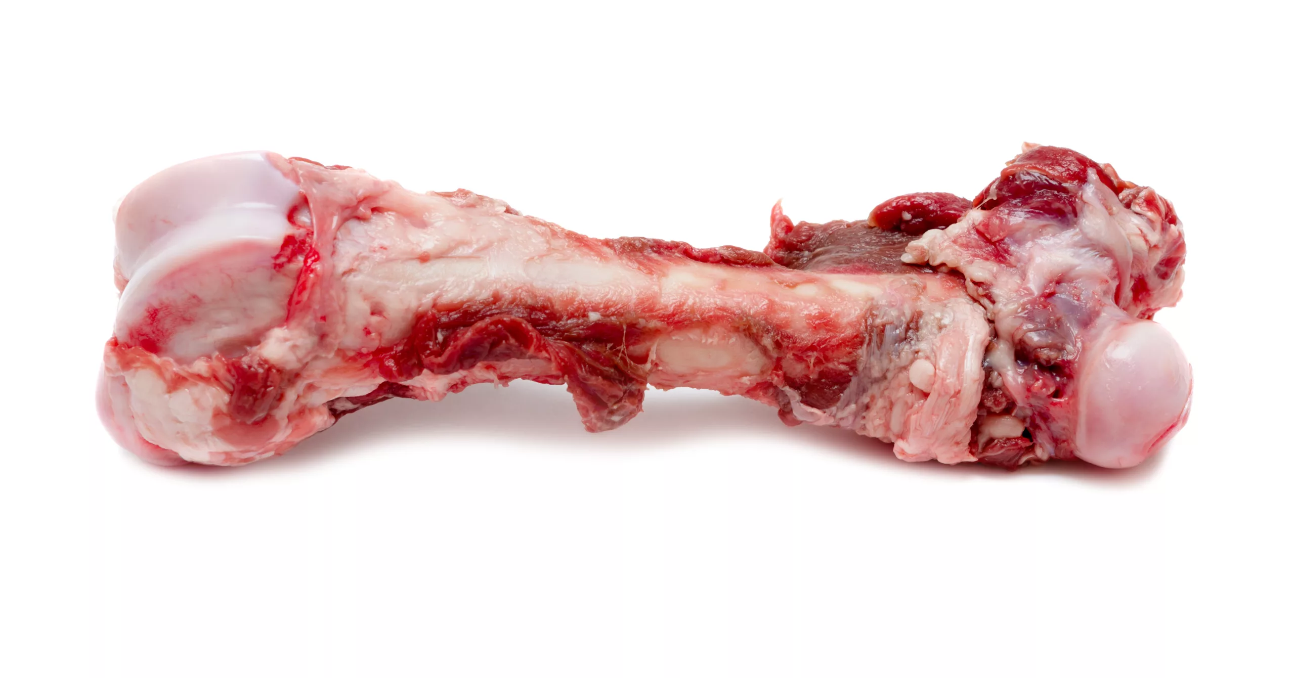 can dogs eat beef bones