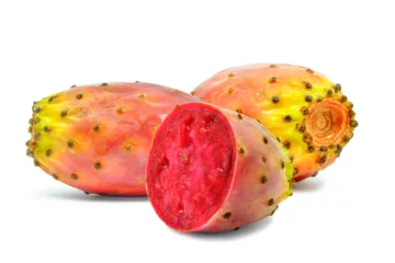 can dogs eat prickly pears