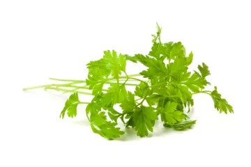 can dogs eat chervil