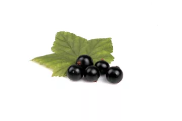 can dogs eat black currants