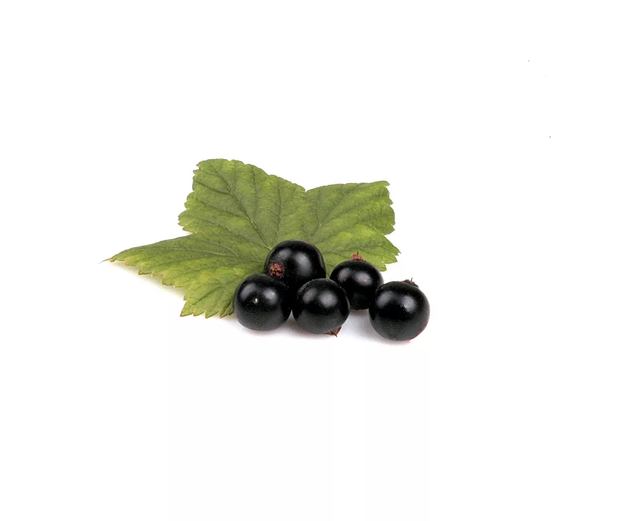 can dogs eat black currants