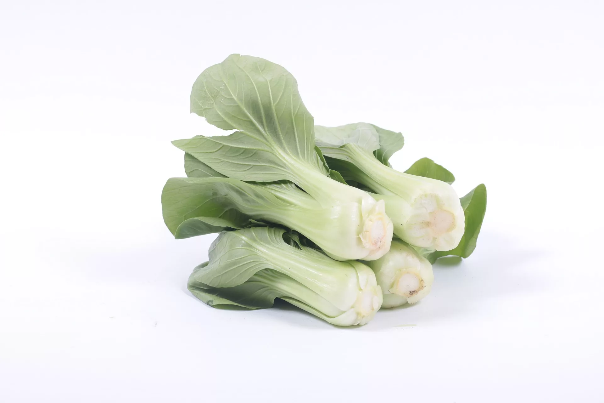 can dogs eat bok choy
