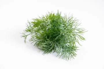 can dogs eat dill
