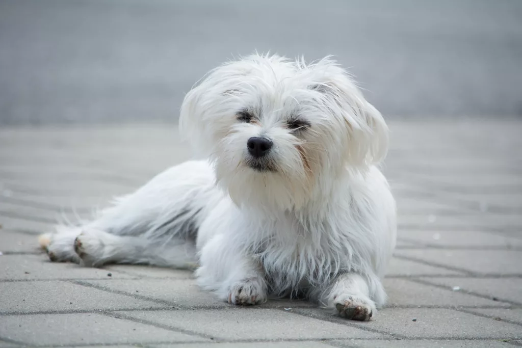 maltese dog breed