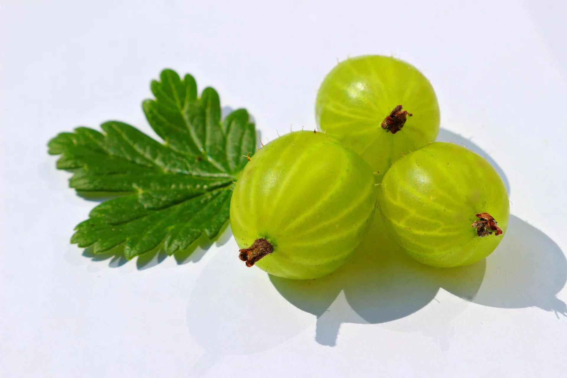 can dogs eat gooseberries