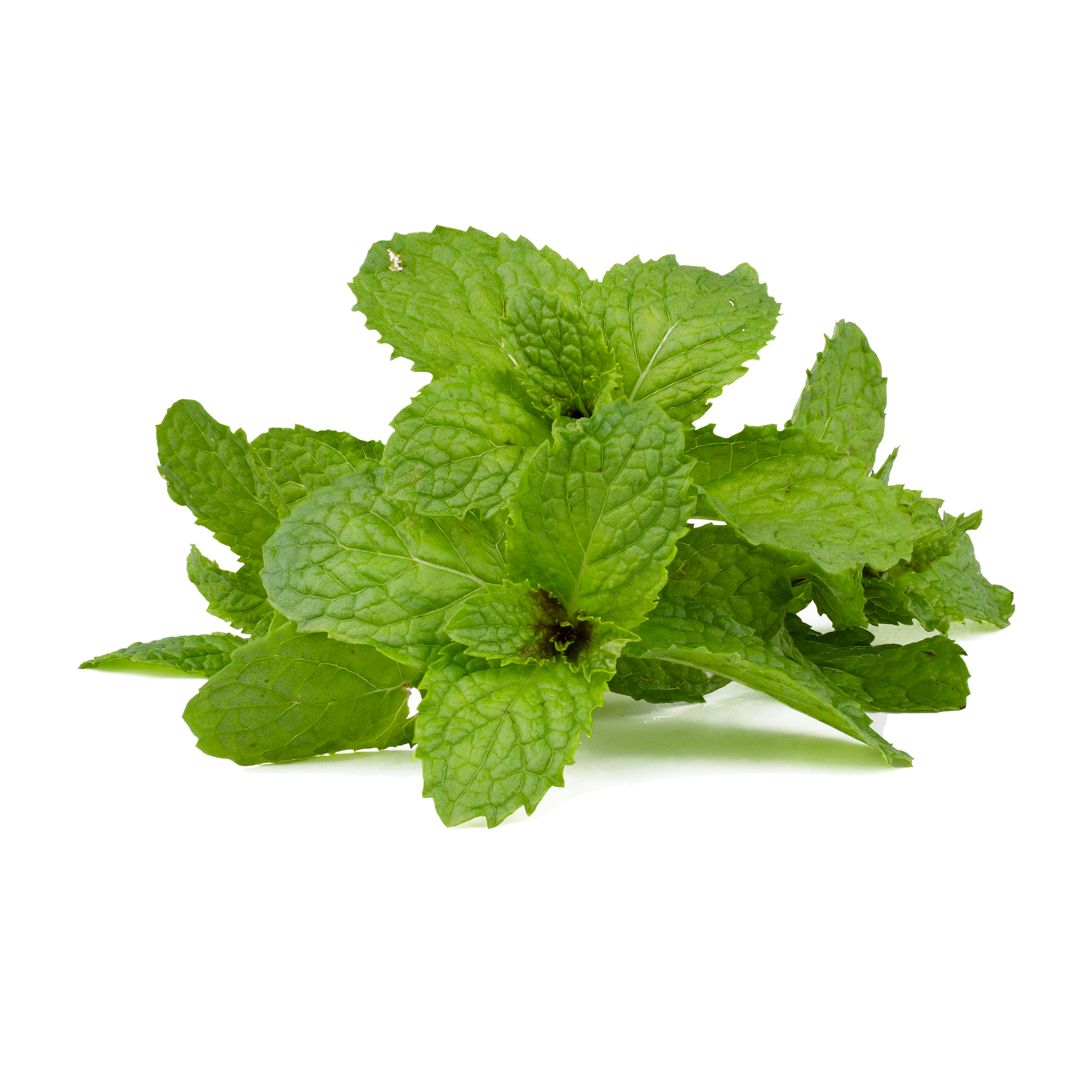 can dogs eat mint leaves