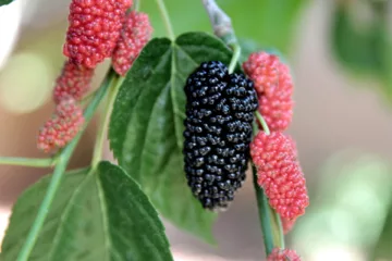 can dogs eat mulberries