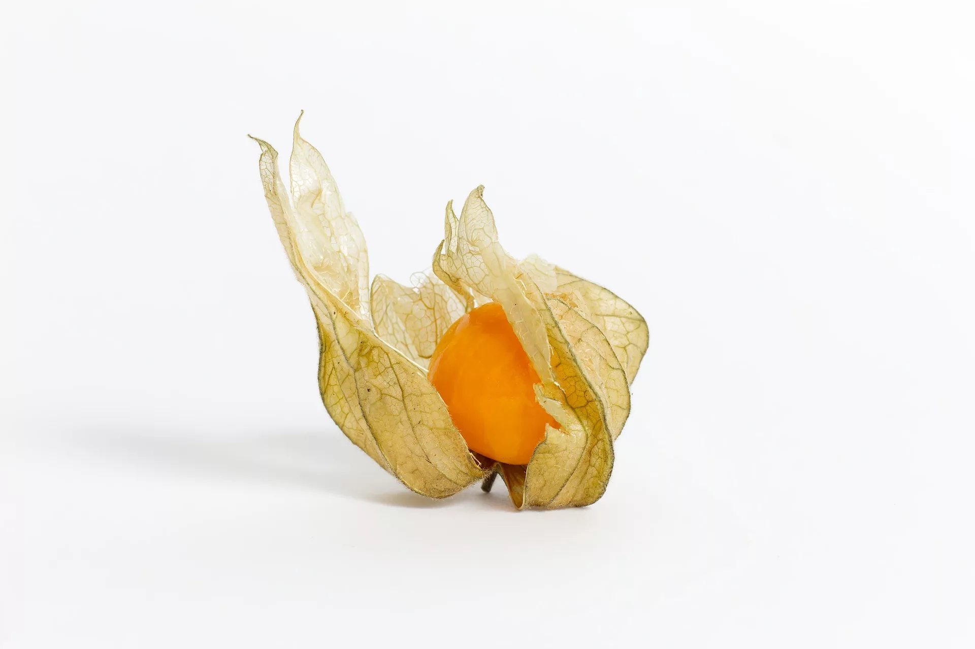 can dogs eat cape gooseberries