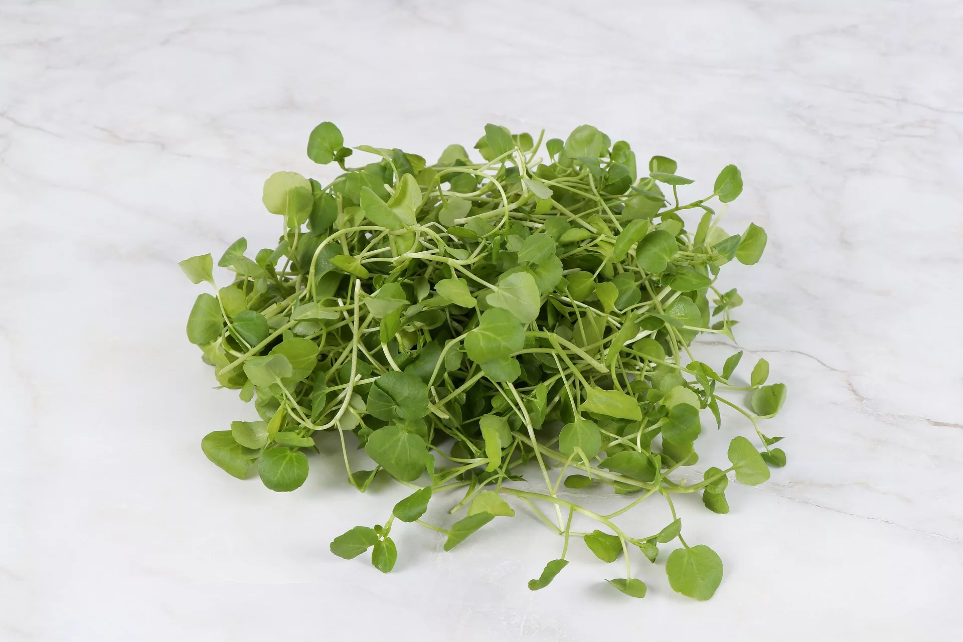 can dogs eat watercress