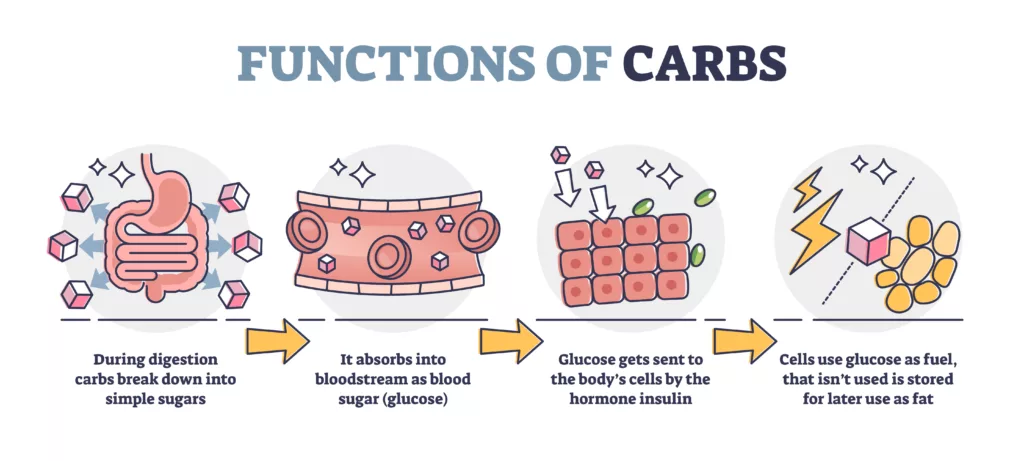 Functions of carbs and carbohydrates in digestive system outline