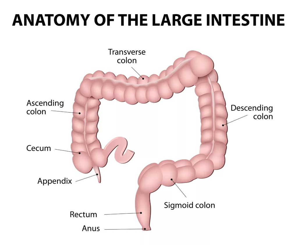 Human Anatomy. Large Intestine